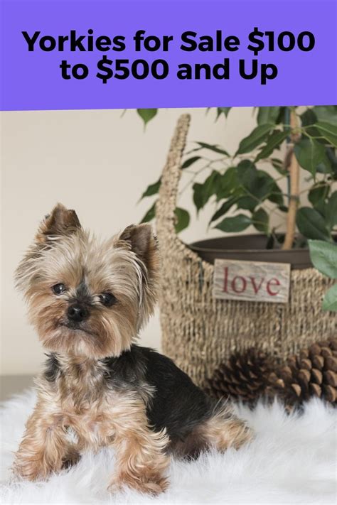 yorkie puppies for sale in wyoming|yorkies for sale wyoming.